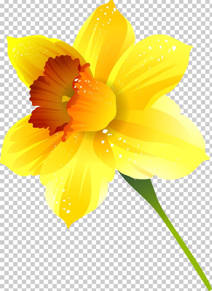 Narcissus Flower Plant PNG, Clipart, Amaryllis Family, Beauty, Flora, Flower, Flowering Plant Free PNG Download