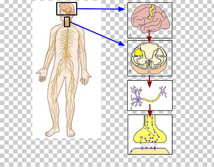 Somatic Nervous System Peripheral Nervous System Nerve Human Body PNG, Clipart, Abdomen, Angle, Area, Arm, Art Free PNG Download