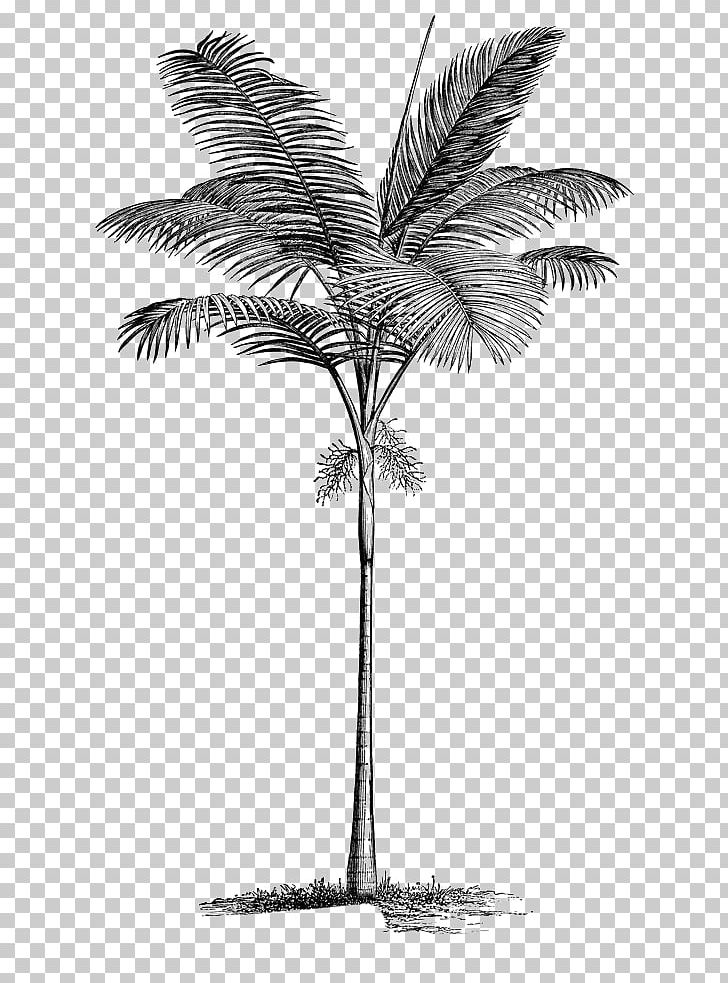 Arecaceae Tree PNG, Clipart, Arecales, Autumn Leaves, Banana Leaves, Black, Borassus Flabellifer Free PNG Download