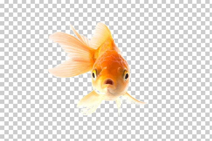 Common Goldfish Fantail Comet A Pet Goldfish Aquarium PNG, Clipart, Animals, Aquarium, Bony Fish, Browse, Closeup Free PNG Download