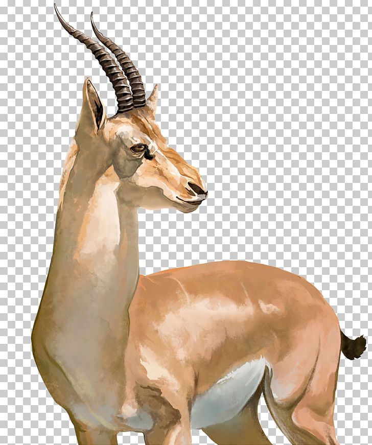 Impala Tibetan Antelope Springbok Cheetah PNG, Clipart, Animals, Cow Goat Family, Encapsulated Postscript, Fauna, Impala Free PNG Download