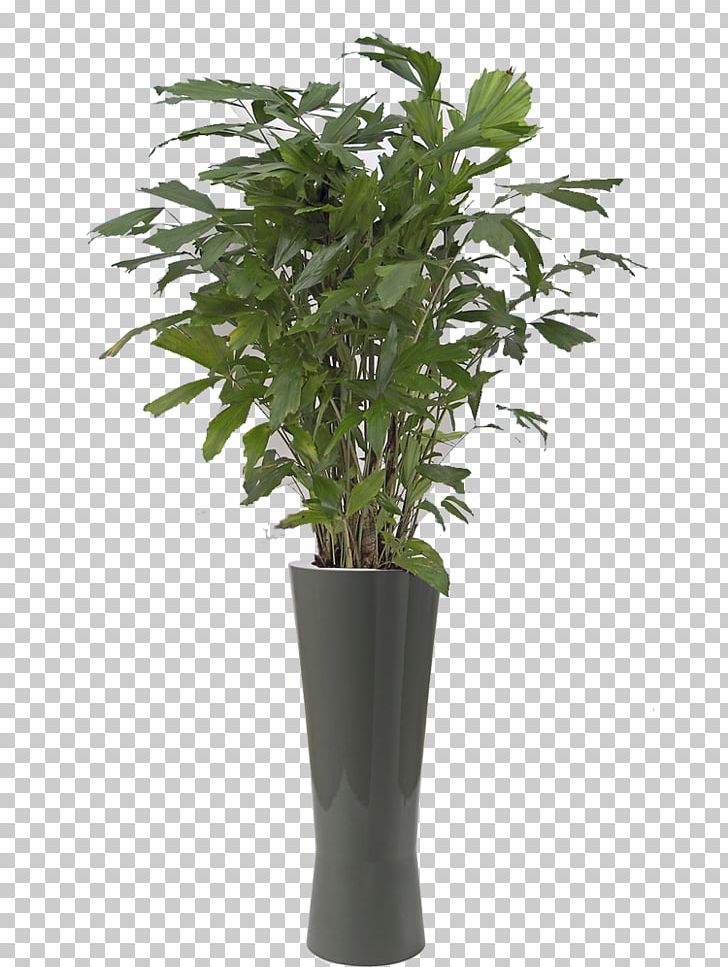 Philodendron Xanadu Plant Bamboo Schefflera Arboricola Tree PNG, Clipart, Artificial Flower, Bamboo, Caryota Mitis, Evergreen, Fiddleleaf Fig Free PNG Download