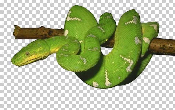 Snake Reptile PNG, Clipart, Adobe Fireworks, Animals, Download, Ico, Mamba Free PNG Download