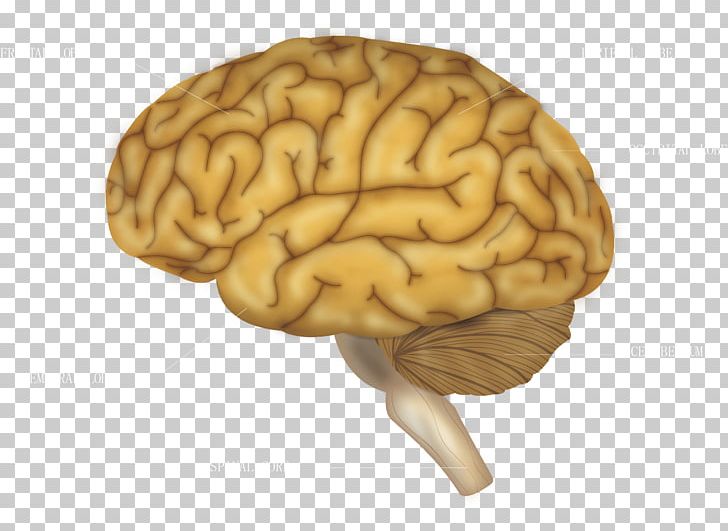 Blue Brain Project Human Brain Cerebrum PNG, Clipart, Adobe Illustrator, Agy, Brain, Brainstem, Brain Vector Free PNG Download