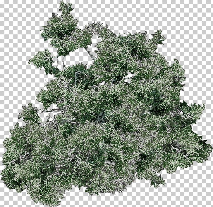 Branch African Trees Art Evergreen PNG, Clipart, African Trees, Art, Artist, Branch, Brush Free PNG Download