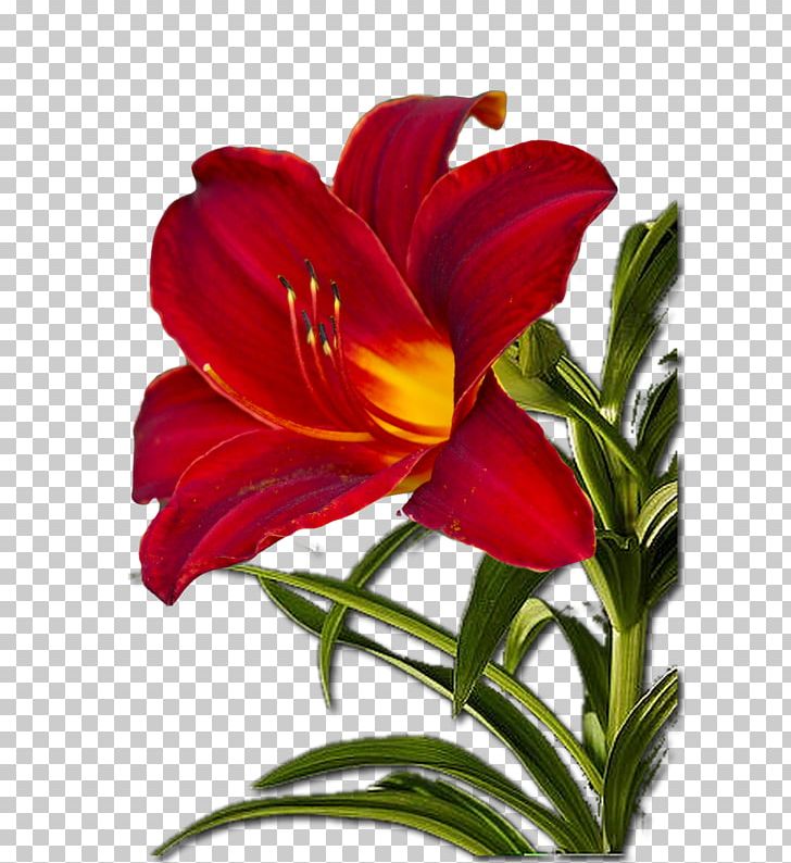 Cut Flowers Plant Stem Petal PNG, Clipart, 2014, Alstroemeriaceae, Annual Plant, Cut Flowers, Daylily Free PNG Download