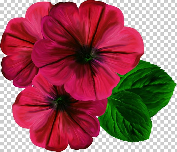 Flower Color Photography PNG, Clipart,  Free PNG Download