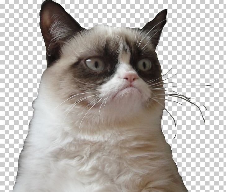 Grumpy Cat Internet Meme PNG, Clipart, American Wirehair, Animals, Carnivoran, Cat, Cat Like Mammal Free PNG Download