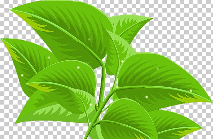 Leaf PNG, Clipart, Autumn Leaves, Banana Leaves, Fall Leaves, Green, Landscape Free PNG Download