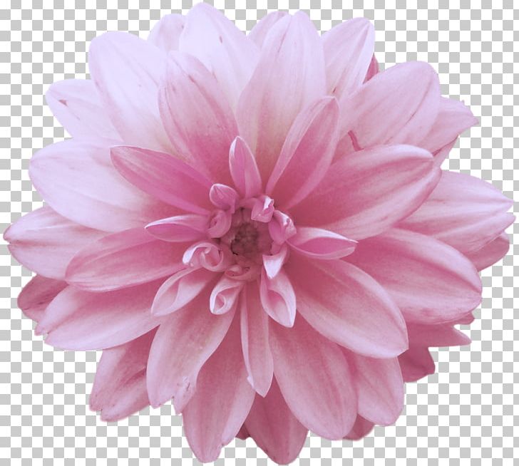 Dahlia Flower Pink PNG, Clipart, Chrysanths, Color, Cut Flowers, Dahlia, Daisy Family Free PNG Download