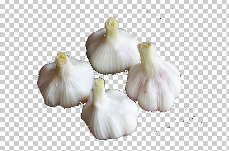 Garlic Food Vegetable PNG, Clipart, Cartoon Garlic, Chili Garlic, Download, Ecology, Food Free PNG Download