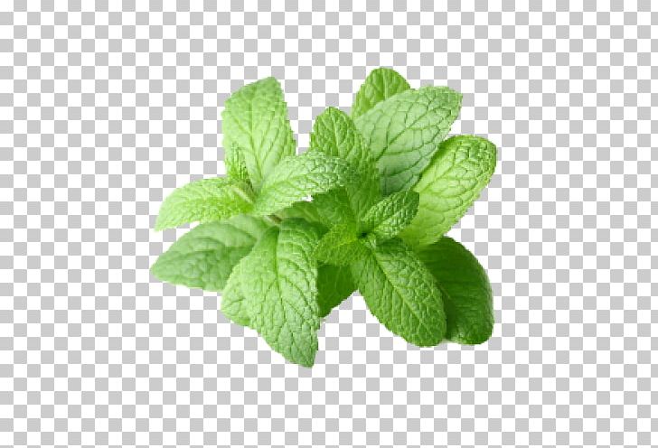Peppermint Extract Mentha Arvensis Mentha Spicata Essential Oil PNG, Clipart, Aroma Compound, Basil, Essential Oil, Food, Herb Free PNG Download