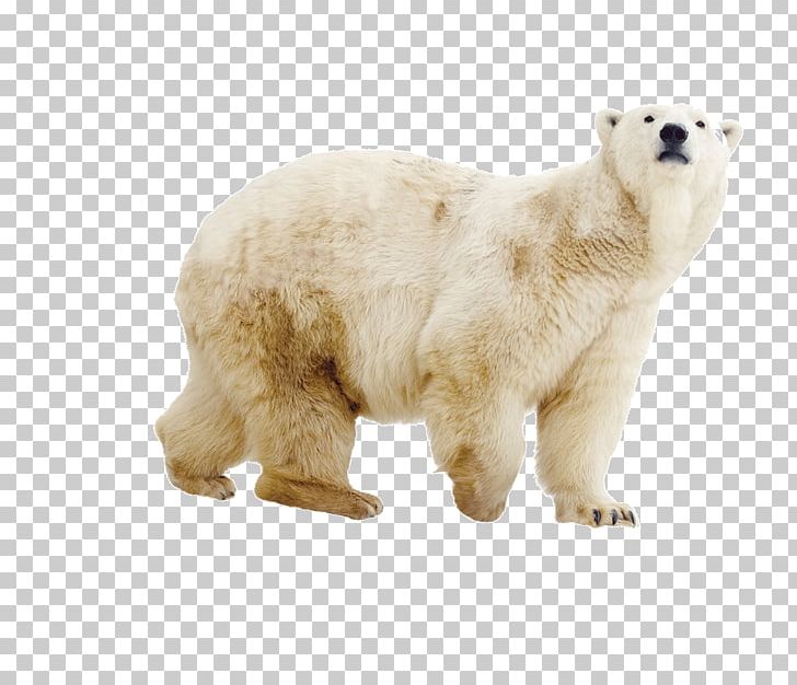 Polar Bear Brown Bear PNG, Clipart, Animal, Animals, Baby Bear, Bear, Bears Free PNG Download
