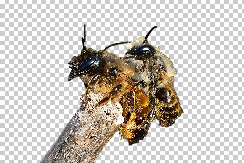 Honey Bee Bees Honey PNG, Clipart, Bees, Honey, Honey Bee Free PNG Download