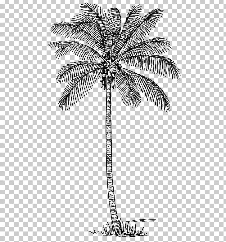 Drawing Arecaceae Coconut PNG, Clipart, Arecaceae, Arecales, Art, Black And White, Borassus Flabellifer Free PNG Download