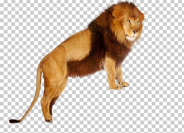 Lionhead Tiger Felidae Cat PNG, Clipart, Animal, Animals, Big Cats, Carnivoran, Cat Free PNG Download