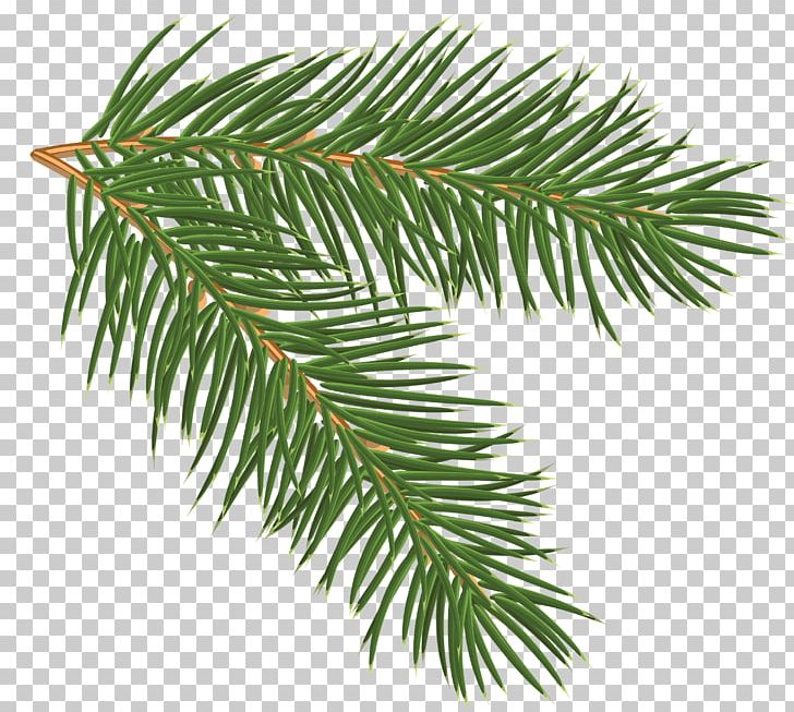 Pine Branch PNG, Clipart, Branch, Christmas, Christmas Clipart, Christmas Ornament, Clip Free PNG Download