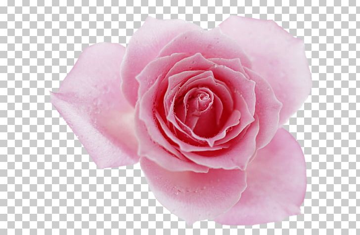 Rose Desktop Pink Flowers PNG, Clipart, Camellia, China Rose, Closeup, Cut Flowers, David Ch Austin Free PNG Download