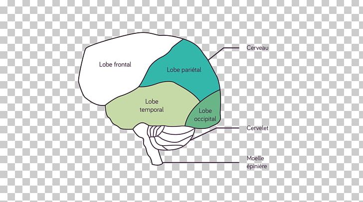 Human Brain Chemistry Visual Perception PNG, Clipart, Angle, Area, Axon, Brain, Brand Free PNG Download