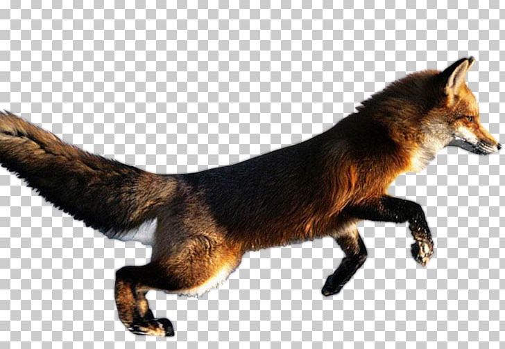 Red Fox Arctic Fox Blanford's Fox Desktop PNG, Clipart, Animal, Animals, Arctic Fox, Bengal Fox, Blanfords Fox Free PNG Download
