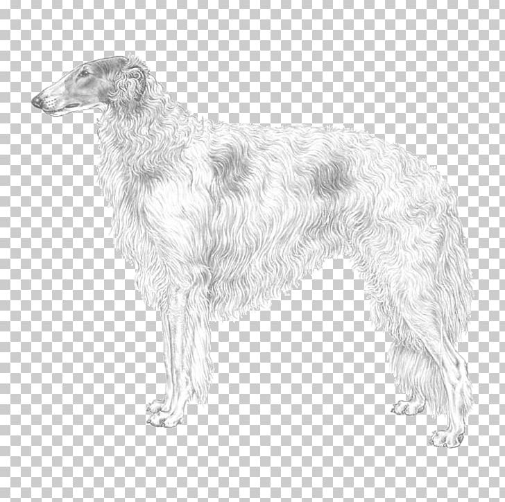 Silken Windhound Borzoi American Staghound Scottish Deerhound English Setter PNG, Clipart, Afghan Hound, American Staghound, Black And White, Borzoi, Breed Free PNG Download