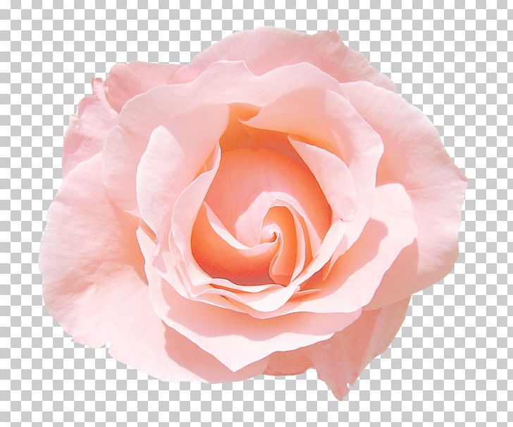 Garden Roses Pink Flower Centifolia Roses Rosa Chinensis PNG, Clipart, Centifolia Roses, China Rose, Closeup, Color, Cut Flowers Free PNG Download