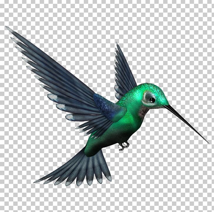 Hummingbird PNG, Clipart, Animals, Beak, Bird, Clip Art, Computer Icons Free PNG Download
