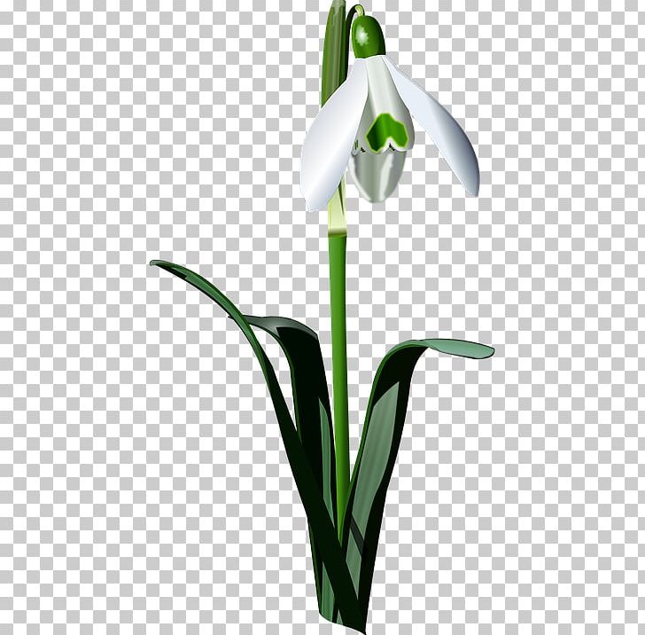 Snowdrop Bulb Drawing PNG, Clipart, Amaryllis Family, Bulb, Cut Flowers, Dogtooth, Drawing Free PNG Download