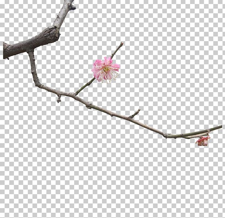 Twig Plum Blossom Branch PNG, Clipart, Blossom, Branch, Branches, Cherry, Cherry Blossom Free PNG Download