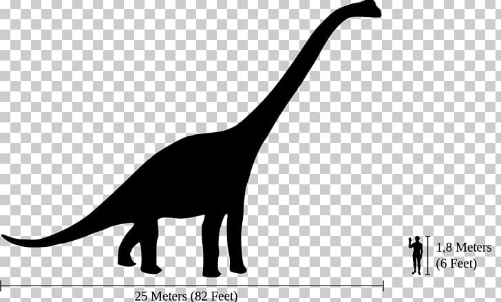 Brachiosaurus Dinosaur Size Diplodocus Apatosaurus Amphicoelias PNG, Clipart, Apatosaurus, Argentinosaurus, Brontosaurus, Carnivoran, Cat Free PNG Download