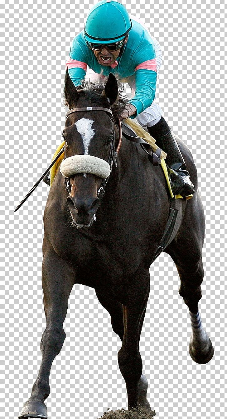 Horse Racing Thoroughbred Jockey PNG, Clipart, Animal Sports, Bit, Bridle, Endurance Riding, English Riding Free PNG Download