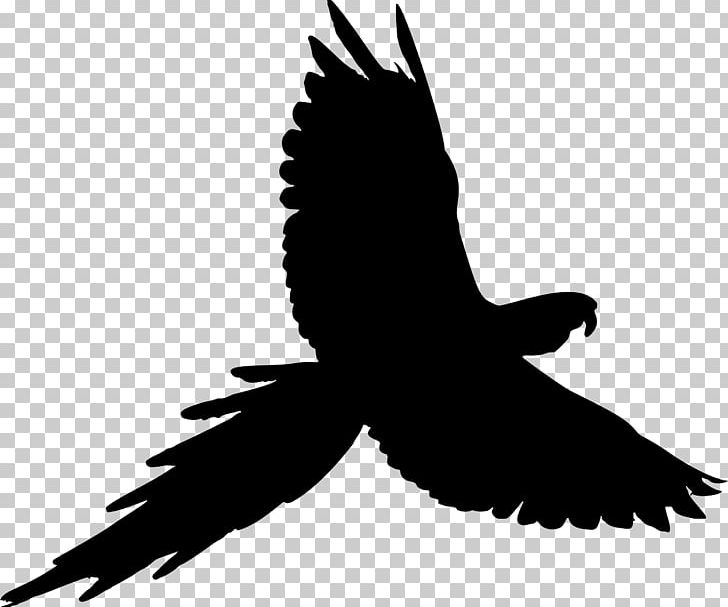 Parrot Bird PNG, Clipart, Animals, Beak, Bird, Bird Of Prey, Black And White Free PNG Download
