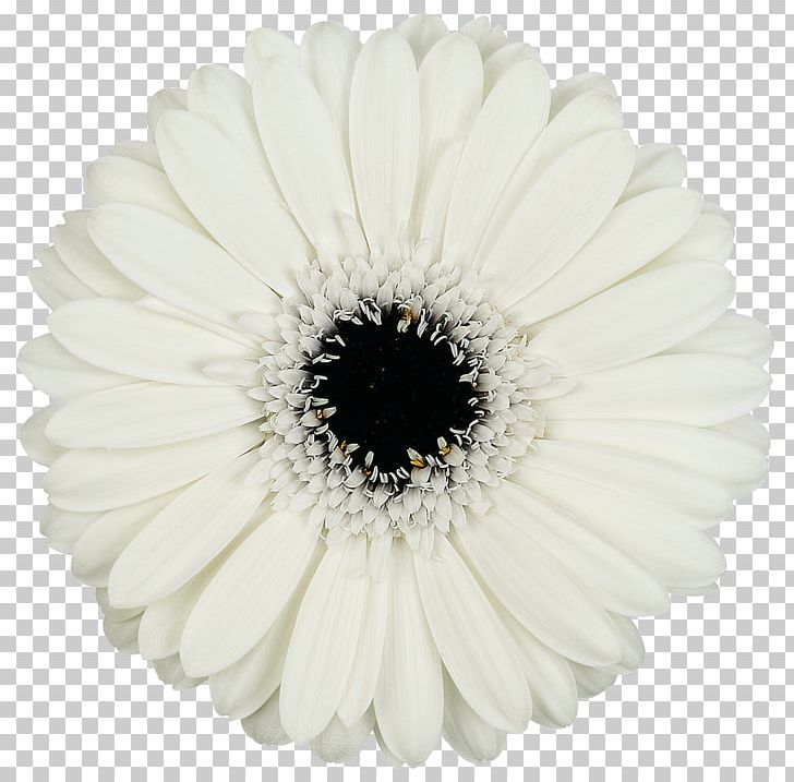Transvaal Daisy Cut Flowers Petal PNG, Clipart, Black And White, Cut Flowers, Daisy, Daisy Family, Flower Free PNG Download