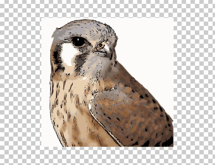 American Kestrel Bird PNG, Clipart, American, American Kestrel, Animals, Arts, Beak Free PNG Download