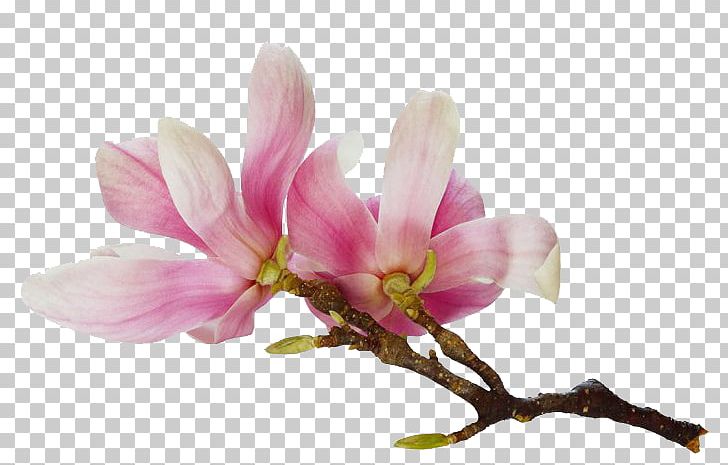 Chinese Magnolia Watercolour Flowers Southern Magnolia Shutterstock PNG, Clipart, Blossom, Branch, Chinese Magnolia, Flower, Flowering Plant Free PNG Download