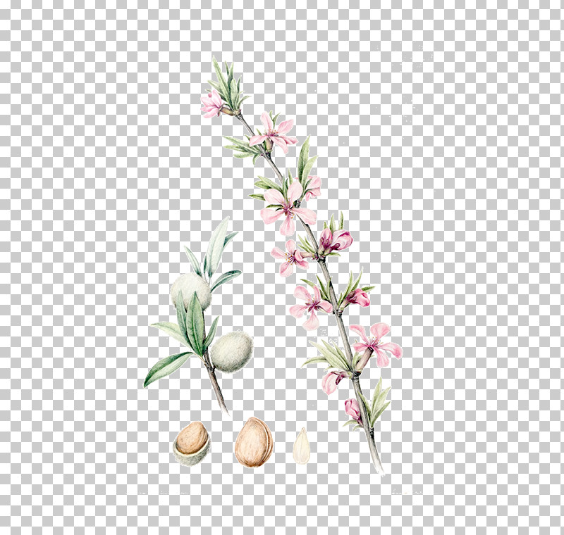 Flower Plant Branch Plant Stem Bud PNG, Clipart, Branch, Bud, Flower, Plant, Plant Stem Free PNG Download