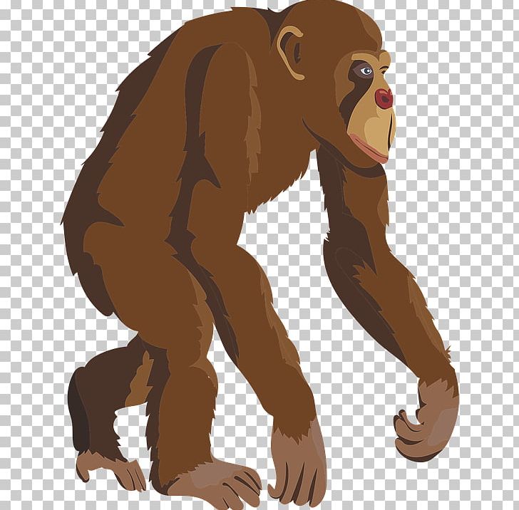 Chimpanzee Primate Ape T-shirt Monkey PNG, Clipart, Animal, Ape, Bear, Carnivoran, Cercopithecidae Free PNG Download