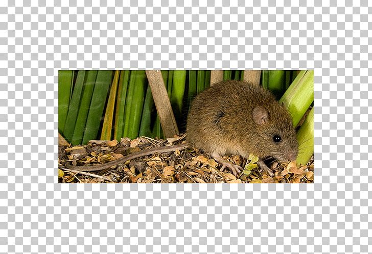 Dormouse Hamster Fauna Snout PNG, Clipart, Animals, Dormouse, Fauna, Hamster, Mammal Free PNG Download