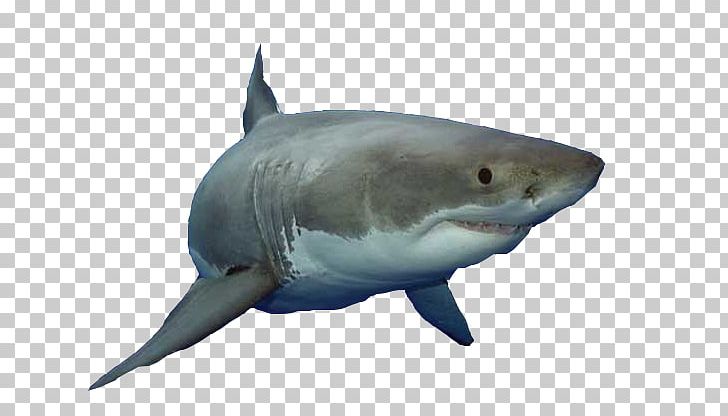 Great White Shark Fish Animalien Ugalketa PNG, Clipart, Animals, Background White, Black White, Blue Shark, Cartilaginous Fish Free PNG Download
