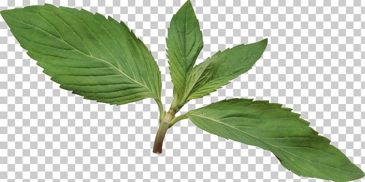 Herb Mentha Spicata Leaf PNG, Clipart, Basil, Clip Art, Common Nettle, Herb, Herbal Free PNG Download