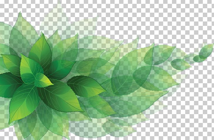 Leaf PNG, Clipart, Art, Computer Wallpaper, Desktop Wallpaper, Green, Green Leaves Free PNG Download