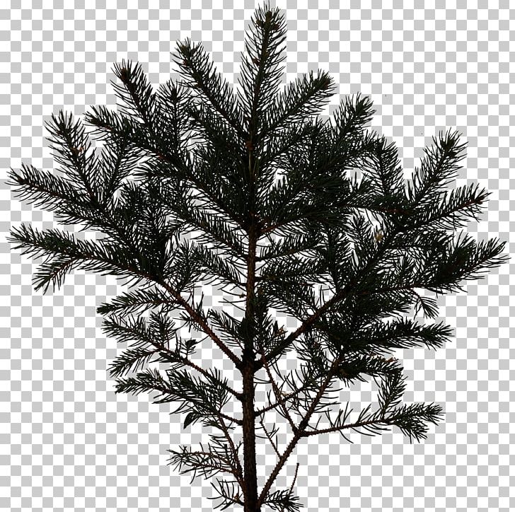 Pine Fir Tree White Spruce Branch PNG, Clipart, Black And White, Branch, Christmas Decoration, Christmas Ornament, Christmas Tree Free PNG Download