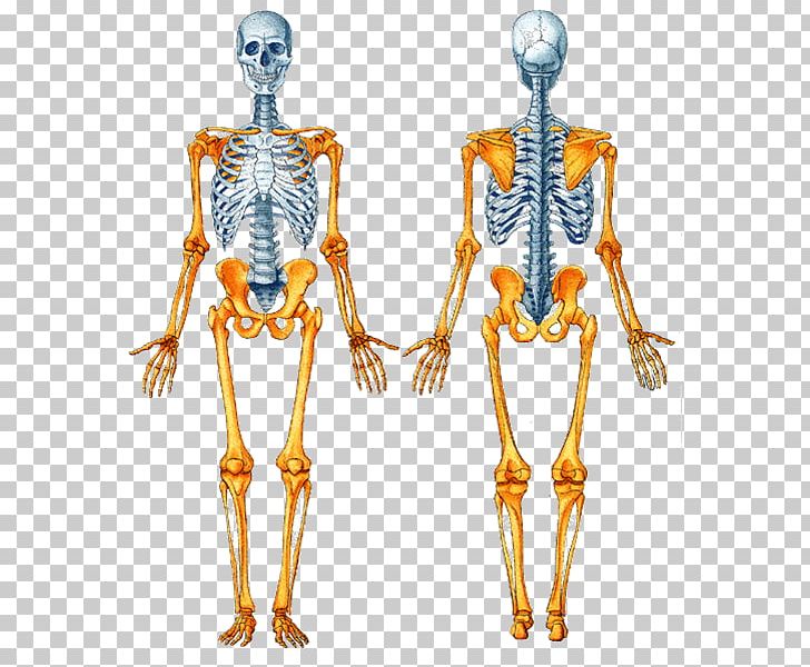 Axial Skeleton Human Skeleton Appendicular Skeleton Bone Human Body PNG, Clipart, Anatomia, Anatomy, Appendicular Skeleton, Axial Skeleton, Bone Free PNG Download