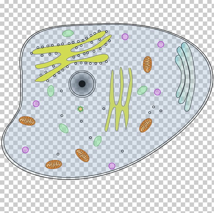 Cèl·lula Animal Cell Graphics PNG, Clipart, Animal, Animal Cell, Biology, Cell, Download Free PNG Download