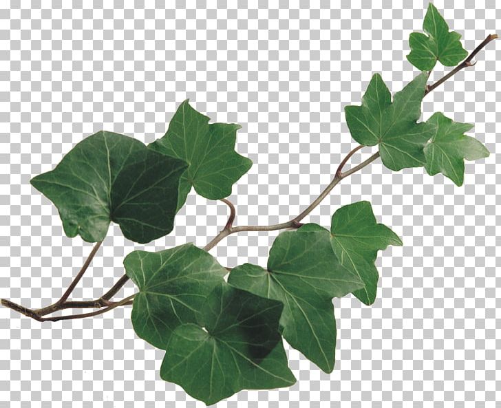 Common Ivy Vine Drawing Plant Chlorophytum Comosum PNG, Clipart, Botanical Illustration, Botany, Branch, Chlorophytum Comosum, Common Ivy Free PNG Download