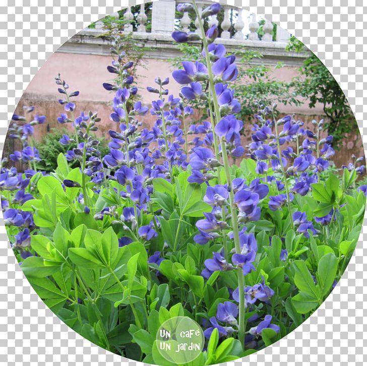 Orto Botanico Di Padova Bluebonnet English Lavender Google Tarwi PNG, Clipart, Bluebonnet, Bombus Occidentalis, Common Sage, English Lavender, Flower Free PNG Download