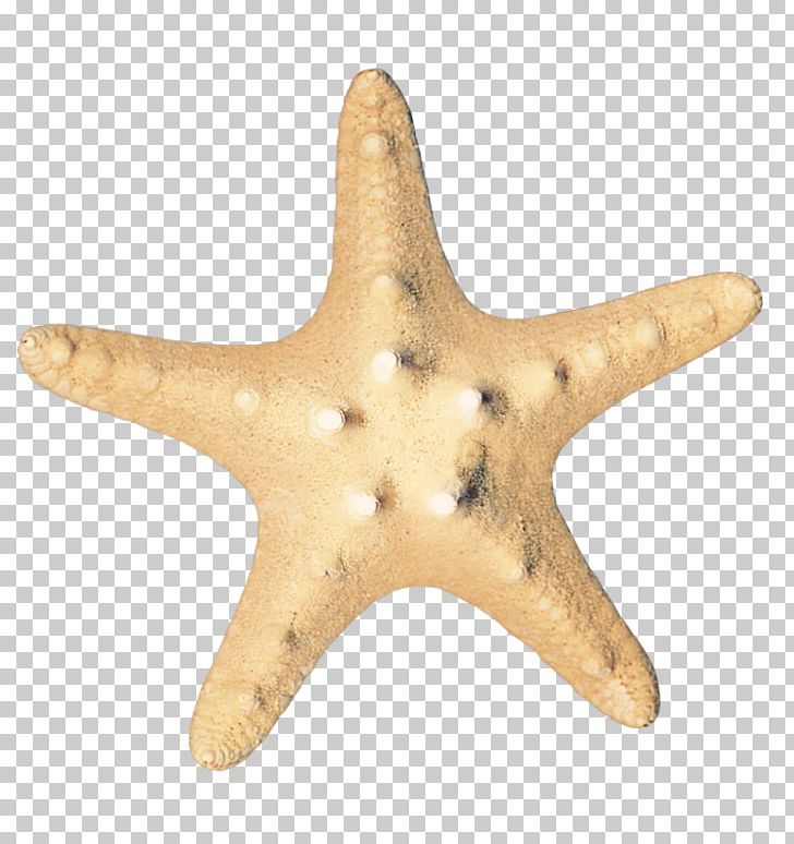 Starfish Sea Icon PNG, Clipart, Animal, Animals, Beautiful Starfish, Cartoon Starfish, Download Free PNG Download