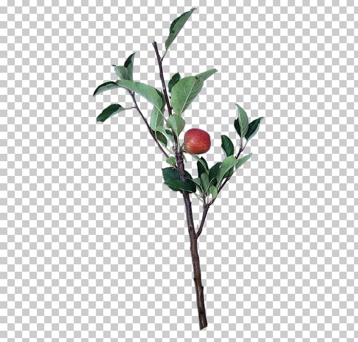 Twig Plant Stem Leaf Flowerpot Fruit PNG, Clipart, Branch, Flowerpot, Fruit, Leaf, Plant Free PNG Download