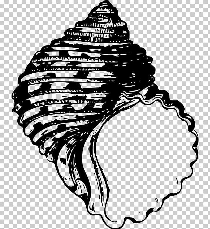 Animal Illustrations Seashell Gastropod Shell PNG, Clipart, Animal Illustrations, Animals, Art, Black, Black And White Free PNG Download