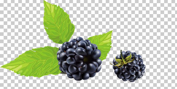 Blackberry Frutti Di Bosco PNG, Clipart, Bilberry, Blueberry, Cartoon, Food, Fruit Free PNG Download